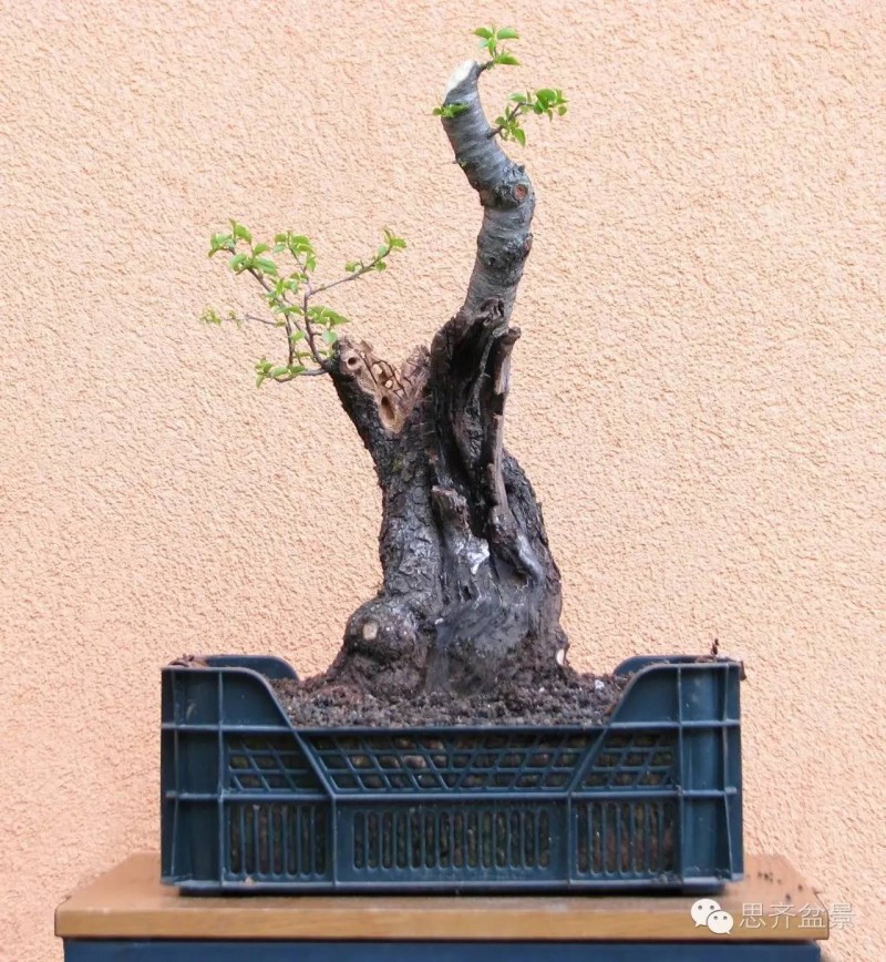 图解 樱桃盆景怎么培育发芽的过程