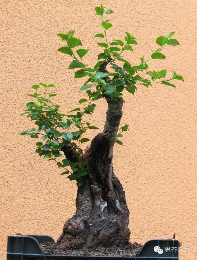 图解 樱桃盆景怎么培育发芽的过程