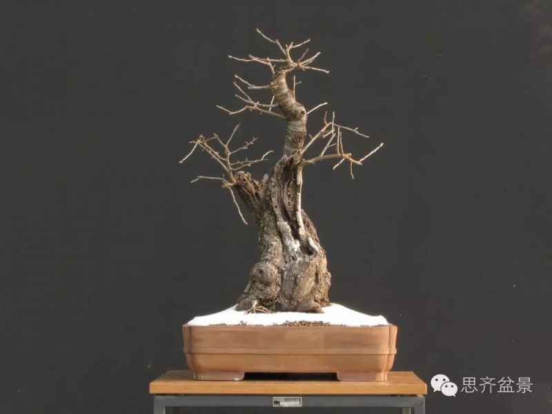 图解 樱桃盆景怎么培育发芽的过程