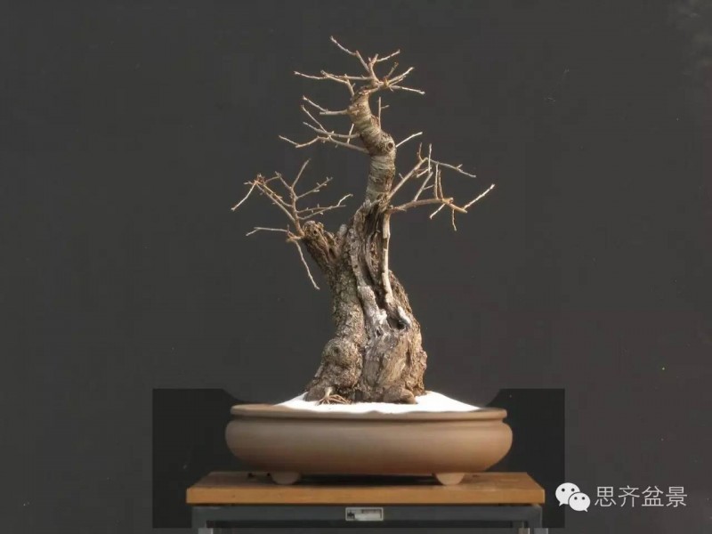 图解 樱桃盆景怎么培育发芽的过程