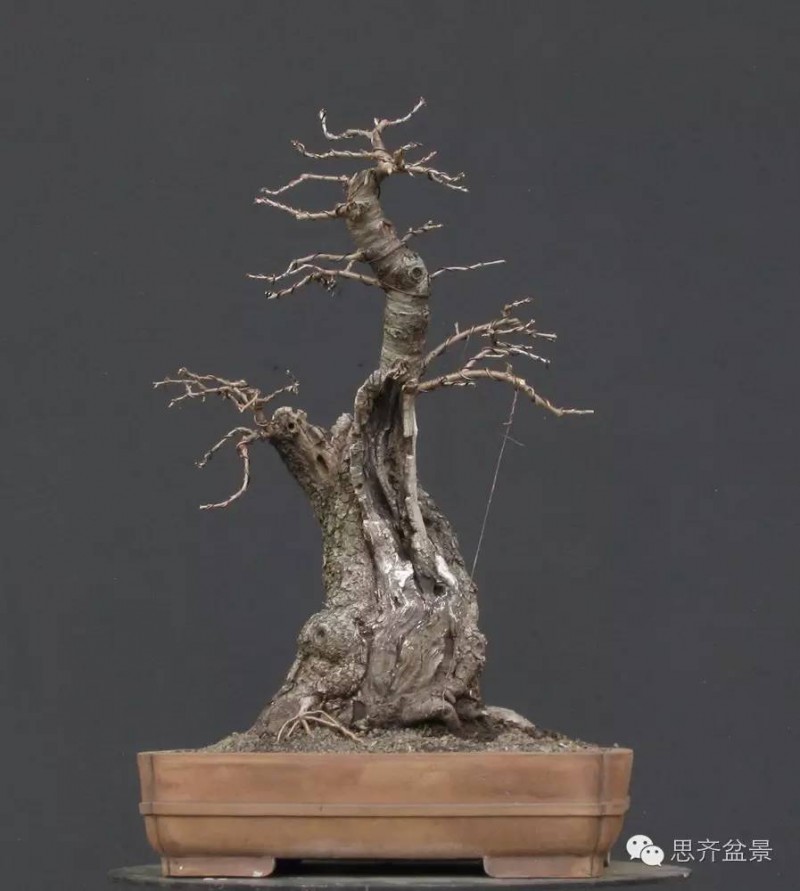 图解 樱桃盆景怎么培育发芽的过程