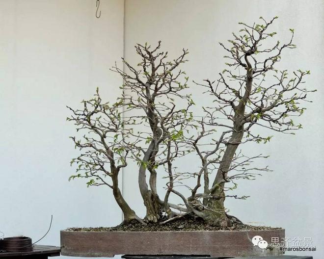 十年培育 | 丛林盆景的培育历程