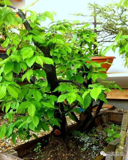 图解 丛林盆景怎么培育的过程