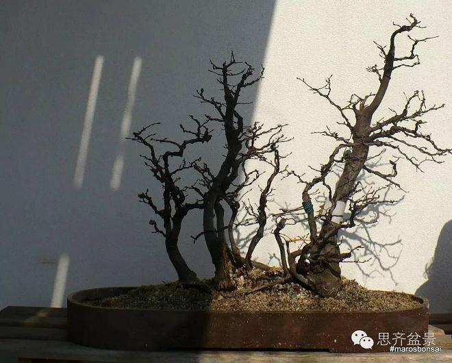 图解 丛林盆景怎么培育的过程