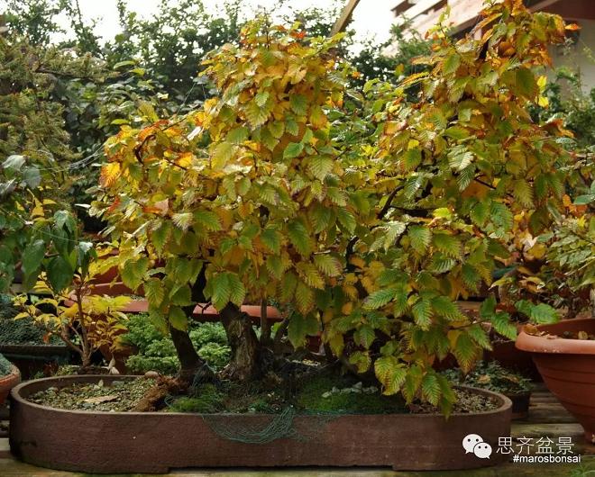 图解 丛林盆景怎么培育的过程