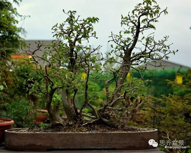 图解 丛林盆景怎么培育的过程