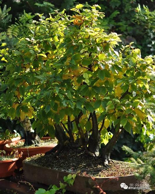 图解 丛林盆景怎么培育的过程