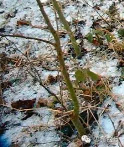 图解 直杆素材怎样制作盆景的过程