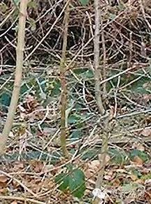 图解 直杆素材怎样制作盆景的过程