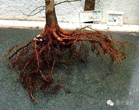 图解 直杆素材怎样制作盆景的过程