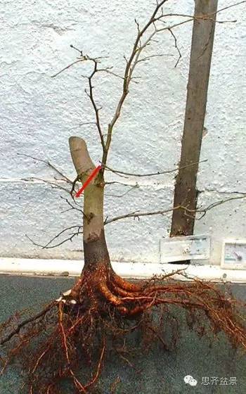 图解 直杆素材怎样制作盆景的过程