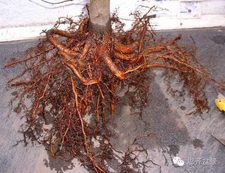 图解 直杆素材怎样制作盆景的过程