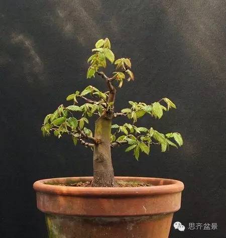 图解 直杆素材怎样制作盆景的过程