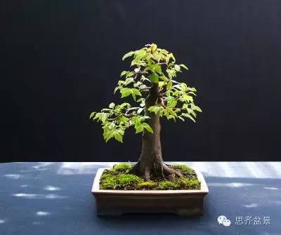 图解 直杆素材怎样制作盆景的过程