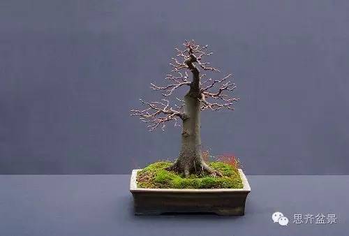 图解 直杆素材怎样制作盆景的过程