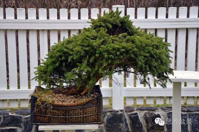 十年培育 | 云杉盆景的神奇大变身