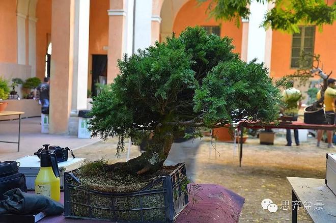 图解 云杉盆景怎么造型的6个方法