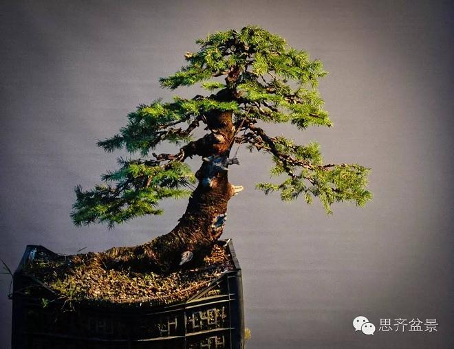 图解 云杉盆景怎么造型的6个方法