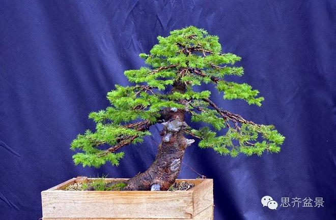 图解 云杉盆景怎么造型的6个方法