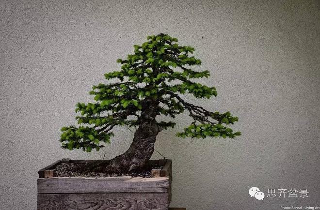 图解 云杉盆景怎么造型的6个方法