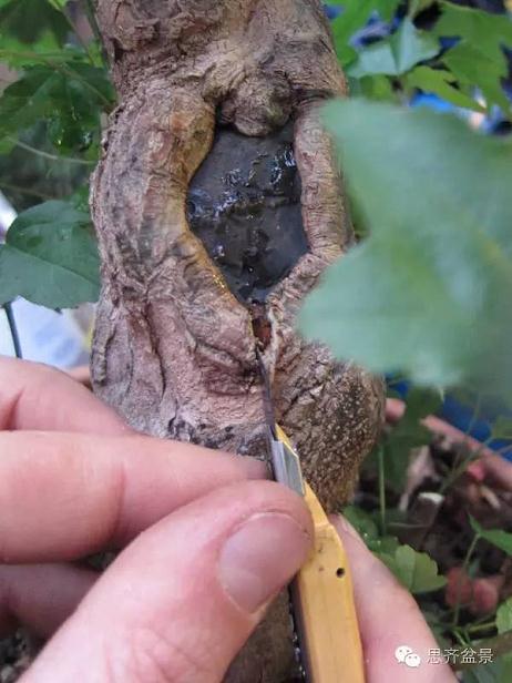 图解 三角枫盆景怎么靠接的方法