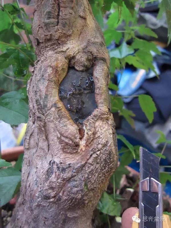 图解 三角枫盆景怎么靠接的方法