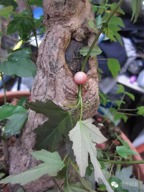 图解 三角枫盆景怎么靠接的方法