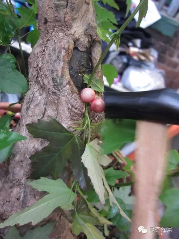 图解 三角枫盆景怎么靠接的方法