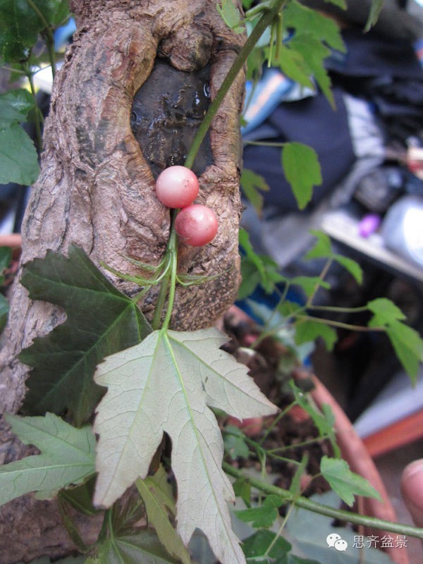 图解 三角枫盆景怎么靠接的方法