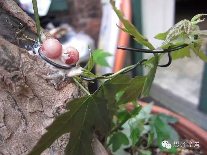 图解 三角枫盆景怎么靠接的方法