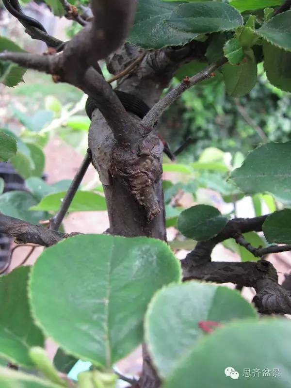 图解 三角枫盆景怎么靠接的方法