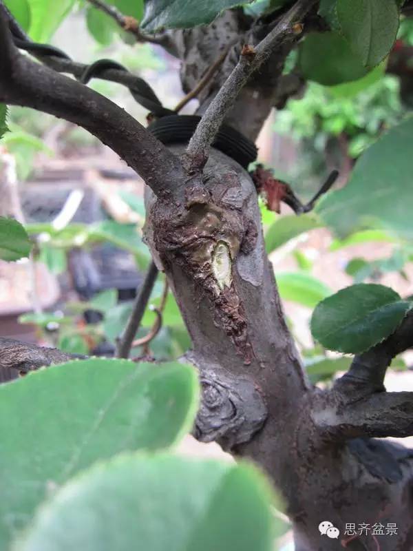 图解 三角枫盆景怎么靠接的方法