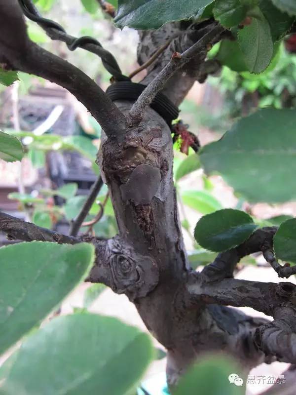 图解 三角枫盆景怎么靠接的方法