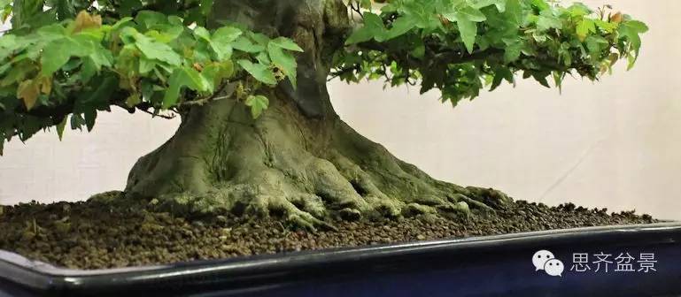 盆景学堂 | 如何培育迷人的八方根盘?