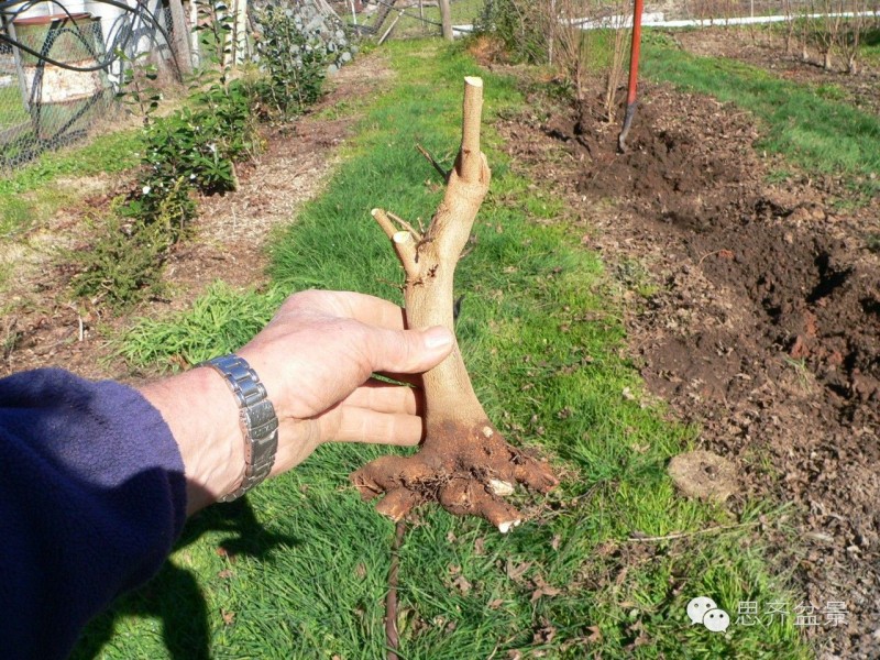 图解 如何培育三角枫下山桩八方根盘的方法