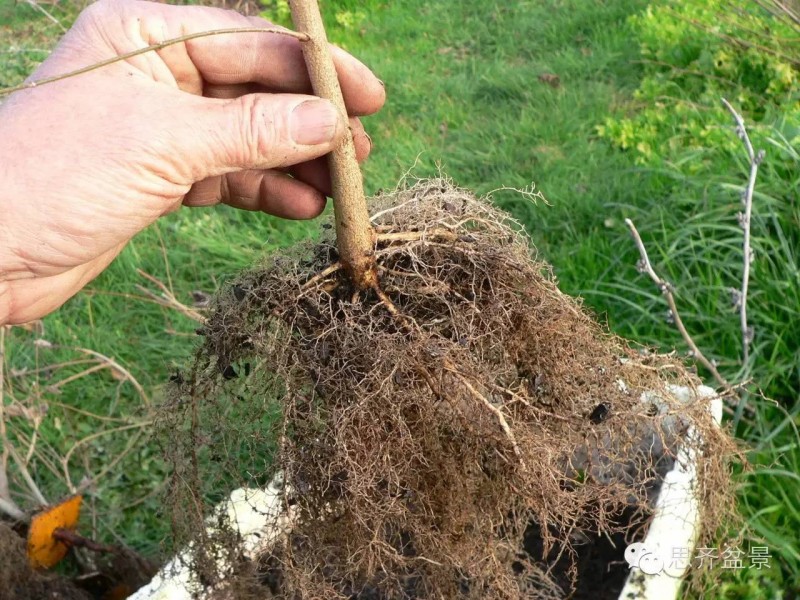 图解 如何培育三角枫下山桩八方根盘的方法