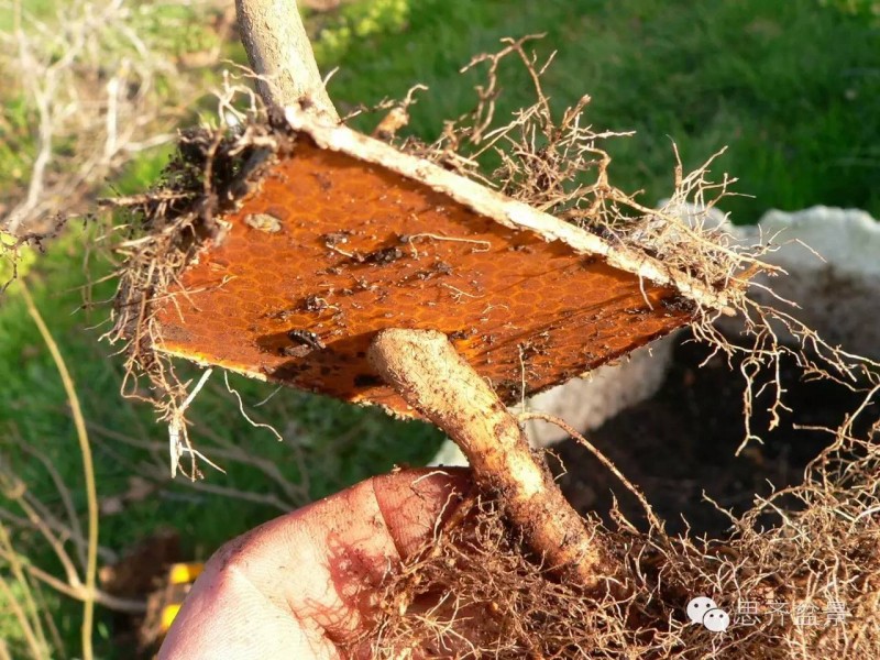 图解 如何培育三角枫下山桩八方根盘的方法