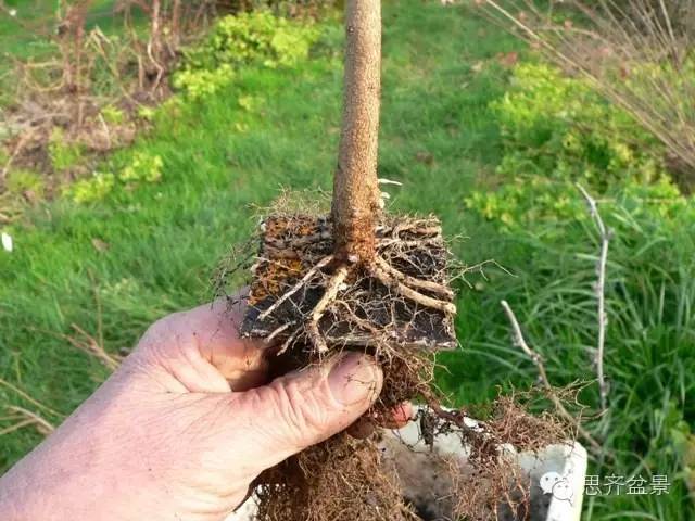 图解 如何培育三角枫下山桩八方根盘的方法