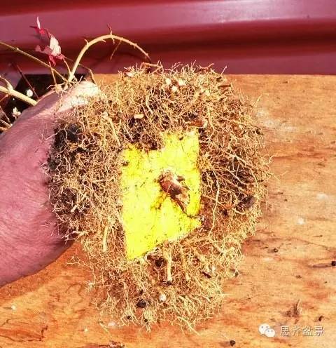 图解 如何培育三角枫下山桩八方根盘的方法