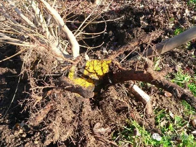 图解 如何培育三角枫下山桩八方根盘的方法