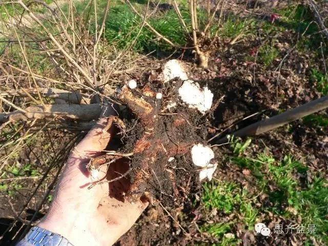 图解 如何培育三角枫下山桩八方根盘的方法