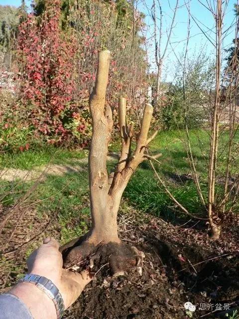 图解 如何培育三角枫下山桩八方根盘的方法