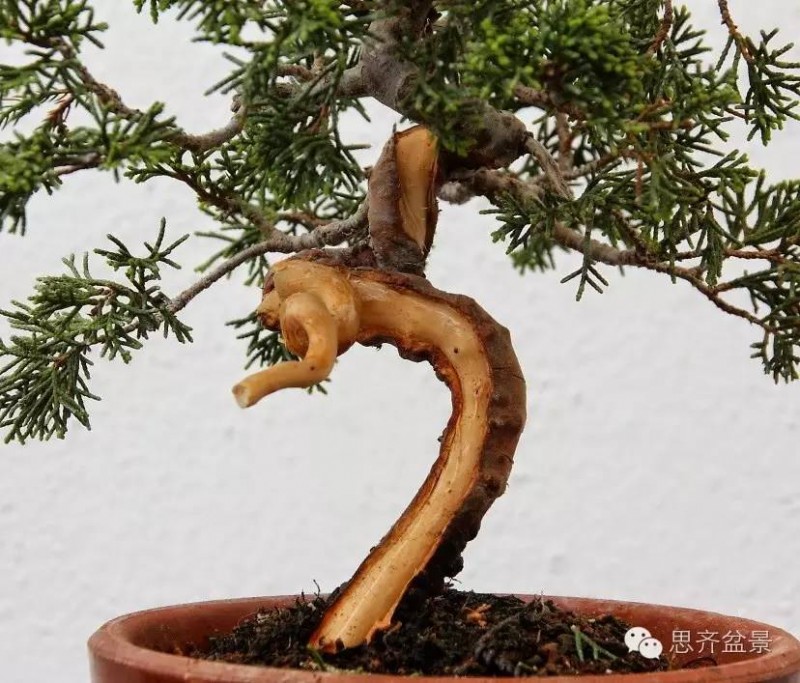 图解 小品柏树盆景怎么舍利干制作的方法