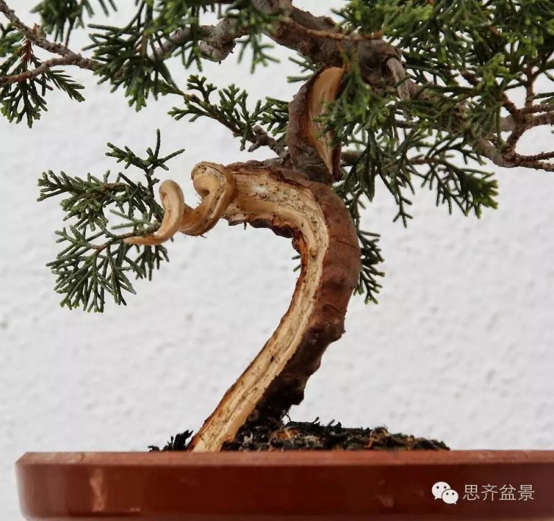 图解 小品柏树盆景怎么舍利干制作的方法