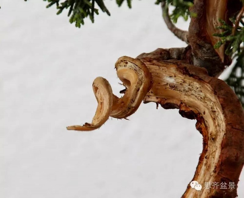 图解 小品柏树盆景怎么舍利干制作的方法