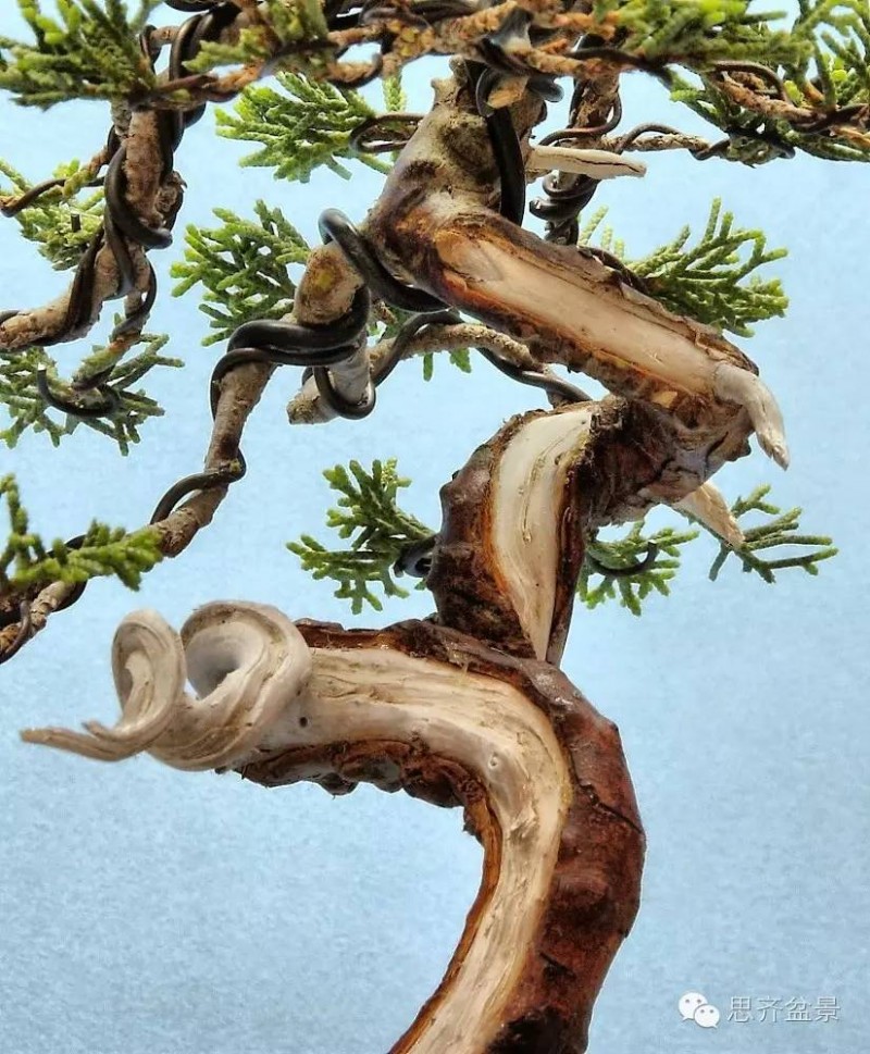 图解 小品柏树盆景怎么舍利干制作的方法