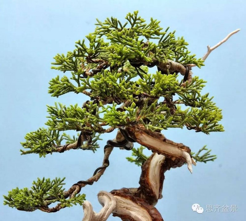 图解 小品柏树盆景怎么舍利干制作的方法