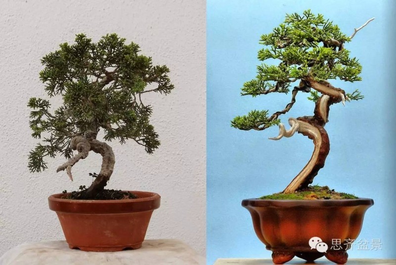 图解 小品柏树盆景怎么舍利干制作的方法