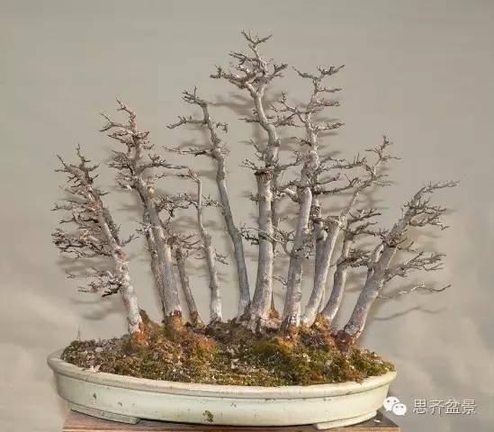 图解 如何给丛林式盆景换盆的方法