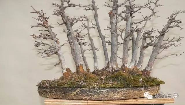 图解 如何给丛林式盆景换盆的方法